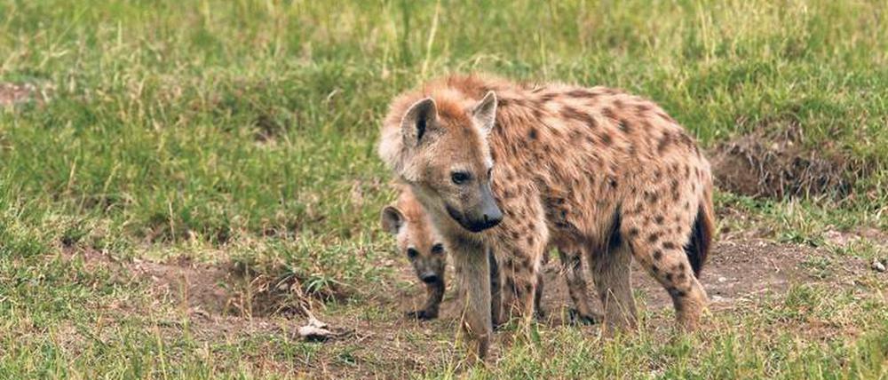 Tüpfelhyäne in Kenia. Die Doku „Hyänen - Die Königinnen der Masai Mara“ steht nur bis 3. Januar in der 3sat-Mediathek.