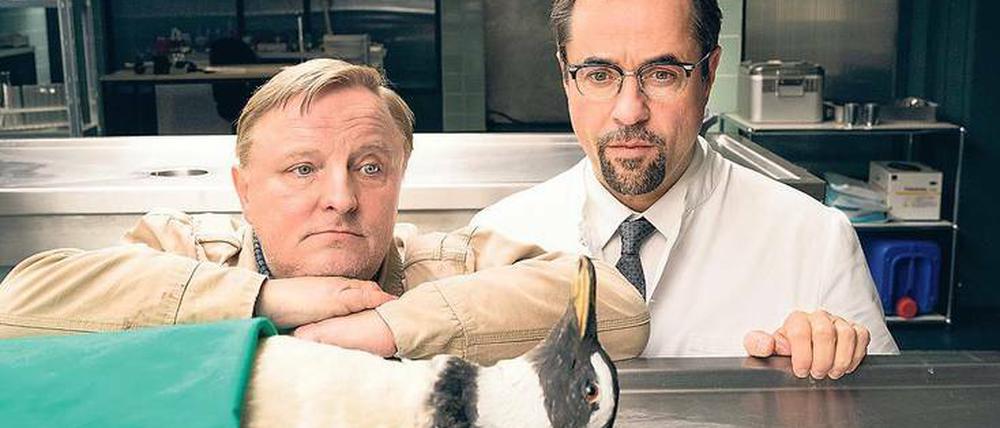 Ein Pinguin in der Rechtsmedizin. Der Münster-„Tatort“ mit Kommissar Thiel (Axel Prahl, links) und Professor Boerne (Jan Josef Liefers) nimmt auf die Gefühle von Tierfreunden wenig Rücksicht.
