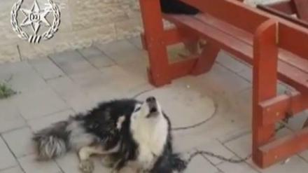 Toll! Ein vermisster Hund heult die Titelmelodie der Lieblingsserie seines Herrchens. Damit ist klar, wem der Hund gehört. Szene aus dem Video, mit dem die "heute"-Sendung am Dienstag im ZDF schloss.