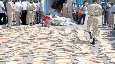 Schmuggelware. In einem Container in der kenianischen Hafenstadt Mombasa fanden Behördenvertreter Stoßzähne von Elefanten, die in Malaysia weiterverkauft werden sollten.