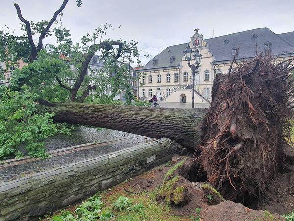 Ein umgestürzte Eiche auf dem Rathausplatz in Lippstadt in NRW.