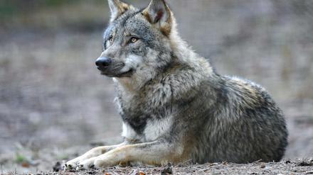 Ein Wolf liegt in seinem Gehege des Wildparks Schorfheide. 