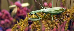 Gottesanbeterin (Klaer)Das besondere Exponat im Potsdamer Naturkundemuseum, die Gottesanbeterin (Mantis religiosa) ist das Insekt des Jahres 2017