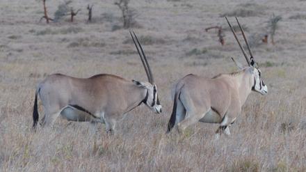 Bei Beisa-Oryx tragen auch Weibchen Horn und sind etwa so groß wie Männchen.