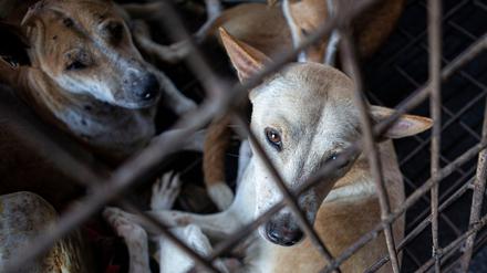 Hunde werden von Mitgliedern des Rettungsteams der Humane Society International aus einem Schlachthaus in Indonesien gerettet. 