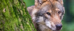 Der Wolf steht in Deutschland unter strengem Schutz. 