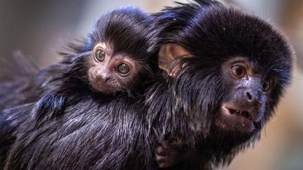 Ab 2026 brauchen Halter von Primaten eine Genehmigung.