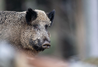 Die Afrikanische Schweinepest hat Brandenburg erreicht. 