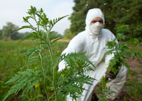 Beseitigung der Beifuß-Ambrosiapflanzen nur mit Schutzanzug, Handschuhen und Feinstaubmaske.