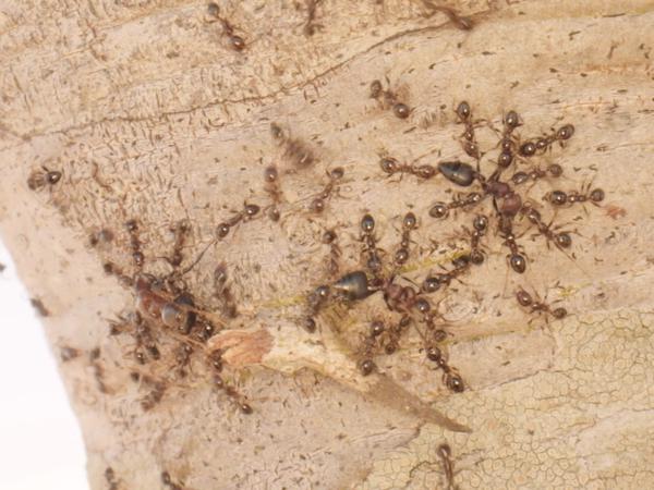 Einheimische Ameisen (roter Kopf und Brust, schwarzer Hinterleib) werden von invasiven Großkopf-Ameisen getötet.