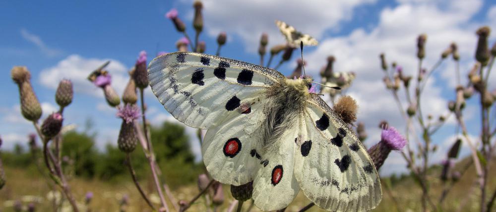 Ein Schmetterling sitzt auf einer Blume auf einer artenreichen Wiese.