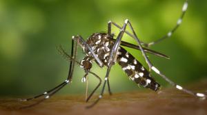Eine weibliche Asiatische Tigermücke (Aedes albopicts)