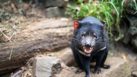Tasmanischer Teufel im Busch Tasmaniens. 