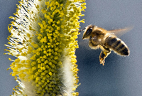 Eine Biene fliegt zu den Pollen eines Weidenkätzchens.
