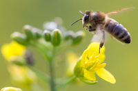 Die Imkerei sei mit der Zucht resistenter Bienensorten gefordert, so Minister Axel Vogel.