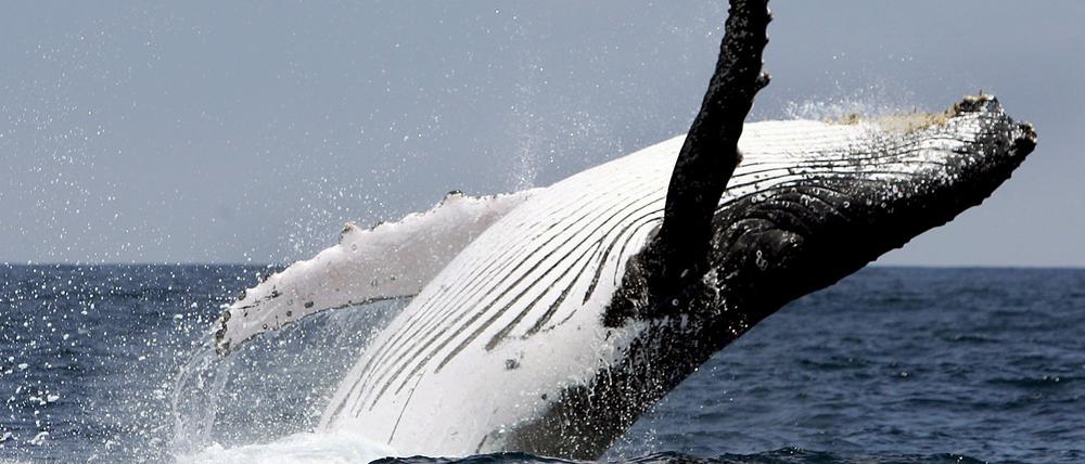 Der Gesang der Buckelwale hat mit dem Anlocken der Weibchen und der Konkurrenz der Bullen untereinander zu tun. 
