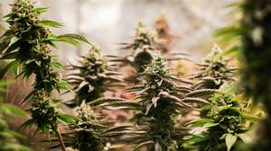 Erntereife Cannabispflanzen. (Symbolbild)