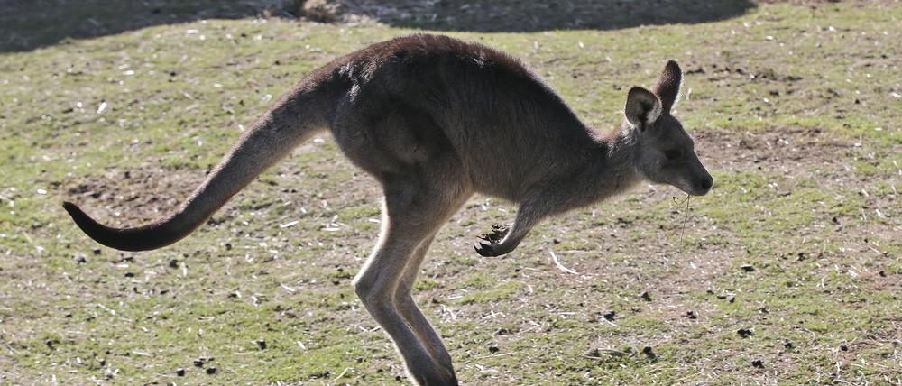 Ein Riesenkänguru hüpft durchs Gelände im Wombeyan Karst Conservation Reserve bei Taralga.