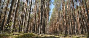 Der Landesforstbetrieb hat bei einem Großeinsatz zur Bekämpfung von Baumschädlingen wie der Nonnen-Raupe mit Hubschraubern einen Teil der Kiefernwälder in der Region Potsdam-Mittelmark flächendeckend mit dem Insektizid „Karate Forst“ besprüht.