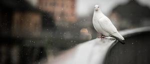 Eine weiße Taube sitzt bei Schneeregen auf einem Geländer, aufgenommen in Berlin. 