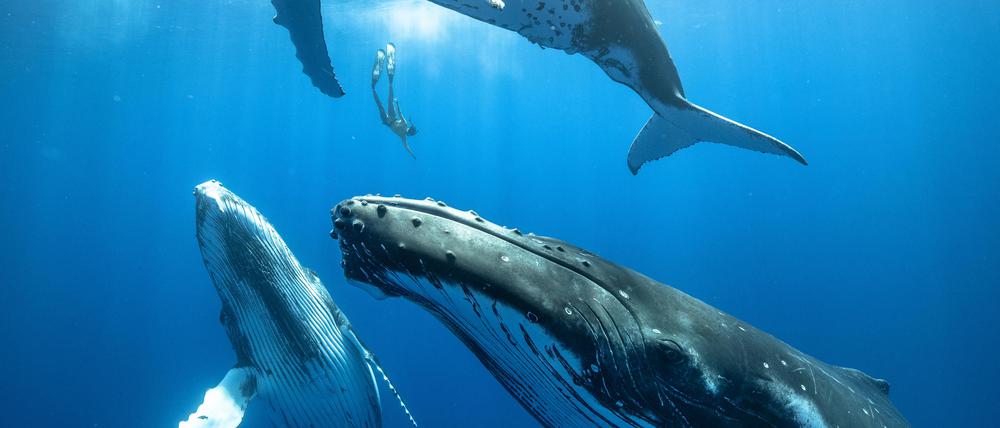 Buckelwale faszinieren Menschen mit ihren Gesängen und ihrem Verhalten.