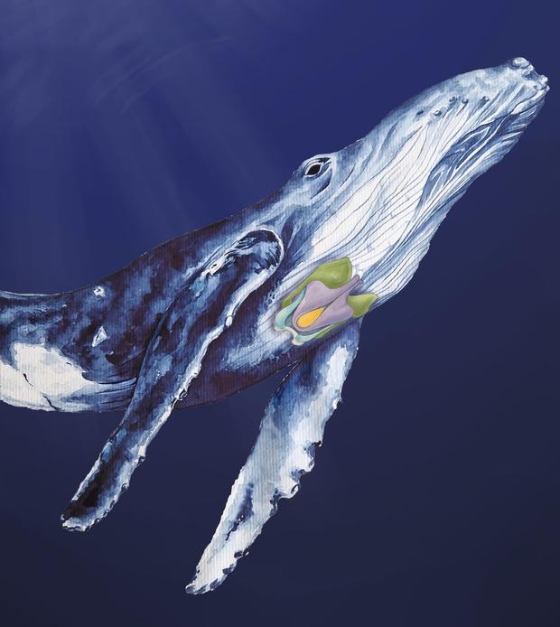 Der Kehlkopf der Bartenwale weist einzigartige Anpassungen dieser Gruppe von Meeressäugern auf.
