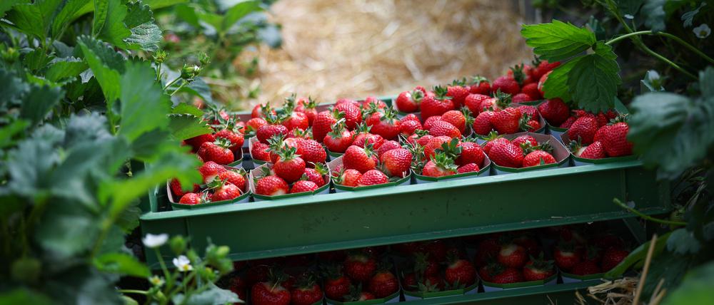 Die Erdbeerbetriebe rechnen für das laufende Jahr mit einer Erntemenge von 84.700 Tonnen im Freiland.