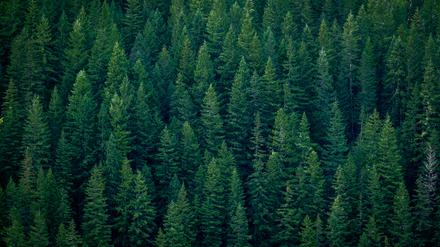 Junge Wälder tragen besonders zur Abkühlung bei.