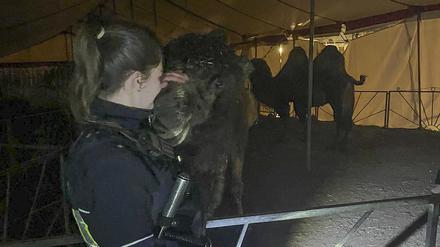 Eine Polizistin streichelt eines der drei Kamele, die in Lüdenscheid in der Nacht ausgebüxt sind.