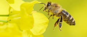 Eine Biene fliegt in einem Rapsfeld.