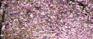 17.04.2023, Nordrhein-Westfalen, Bonn: Kirschblüten blühen in der Heerstraße. In den nächsten Tagen soll nach den Angaben des Deutschen Wetterdienstes (DWD) bedeckt bleiben, mit Regen in einigen Gebieten. Die Temperaturen schwanken zwischen 12 und 14 Grad. Der Trend aus leichtem Regen und Wolken setzt fort. Foto: Federico Gambarini/dpa +++ dpa-Bildfunk +++