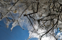 Die Raupen der Gespinstmotten spinnen Sträucher ganz ein. In Potsdams Schlösserparks ist das seit 2020 vermehrt zu beobachten - aber ungefährlich für Mensch und Pflanze.