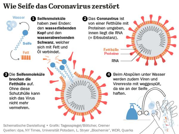 Grafik- Wie Seife das Coronavirus zerstört