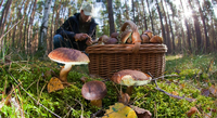 Ein Mann sammelt in einem Waldstück unweit der brandenburgischen Ortschaft Briesen Pilze.