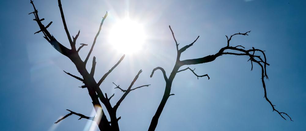 Die Silhouette eines toten Baumes zeichnet sich vor der Sonne ab. +++ dpa-Bildfunk +++