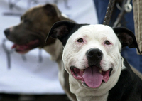 Pitbull Terrier gehören zu den sogenannten Kampfhunden, die in Brandenburg vom Halteverbot betroffen sind. 