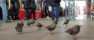 Zug-Vögel auf dem S-Bahnsteig am Alexanderplatz.