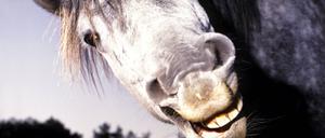 pferd,gebiss,wiehern *** horse,dentition,braying frn-2w