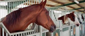 Die Preise für Tierarztbehandlungen sind gestiegen, auch bei Pferden. 