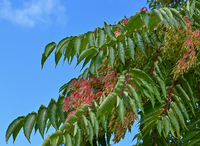 Die Blätter eines Götterbaums (Ailanthus altissima) in einer Parkanlage.