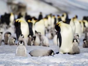 Dieses undatierte Foto zeigt junge und ausgewachsene Kaiserpinguine einer Kolonie in der Antarktis.  
