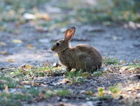 Großstädter. Ein Kaninchen im Park am Berliner Marx-Engels-Forum.