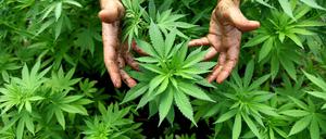 Cannabispflanzen sind ein lohnendes Geschäft.