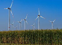 Windenergieanlagen stehen hinter einem Maisfeld in Sieversdorf (Oder-Spree). 