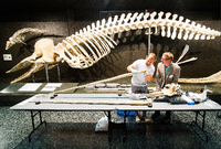 Auf den Zahn gefühlt. Michael Hofreiter vom Institut für Biochemie und Biologie an der Universität Potsdam untersucht in Hamburg im Zoologischen Museum den Stoßzahn von einem Narwal-Schädel. Im Hintergrund ist ein Skelett von einem Pottwal ausgestellt.