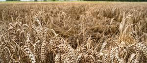 Brandenburgs Bauern konnten bislang gut Ernte eingefahren. Aber die Qualität des Korns ist entscheidend. 