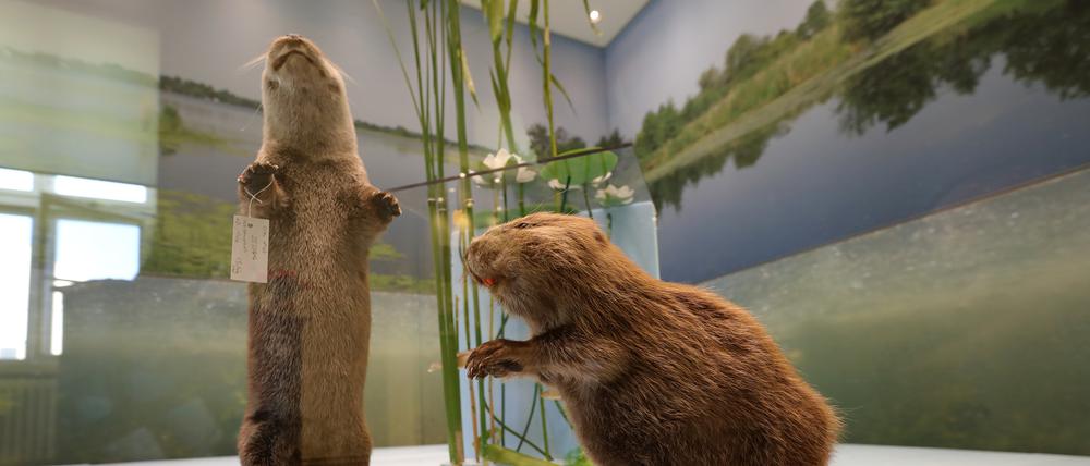 Das Leben der Fischotter und Biber steht dieses Jahr im Fokus im Naturkundemuseum Potsdam.