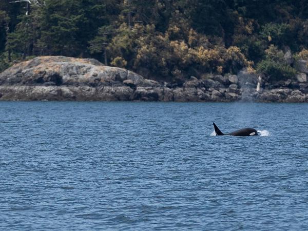 Das Verhalten von Schwertwalen hat in den vergangenen Wochen schon in den Schlagzeilen gemacht: Sie griffen Yachten vor der Küste Portugals an. 
