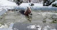Ein Pferd ist in einen teils gefrorenen Gartenpool in Cottbus eingebrochen.