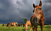 Seit 2020 gab es in Brandenburg elf bestätigte WNV-Fälle bei Pferden (Symbolbild).